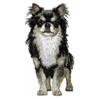 Chihuahua - DD29