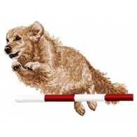 Golden Retriever - DD51