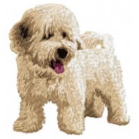 Bichon Havanese - DD55