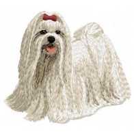 Maltese - DD69