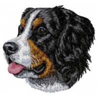 Bernese Mountain Dog - DD6