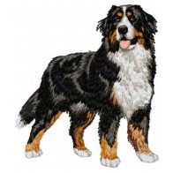 Bernese Mountain Dog - DD7