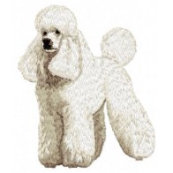 Poodle -  DD80
