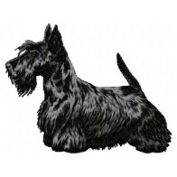 Scottish Terrier - DD85