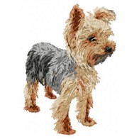 Yorkshire Terrier - DD98