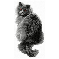 British Longhair - LargeCD7