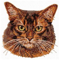 Abyssinian Cat - CD5