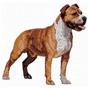 American Staffordshire Terrier - DD142