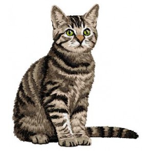 Domestic Shorthair Cat - CD16