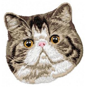 Exotic Shorthair Cat - CD1