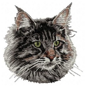 Maine Coon - CD2