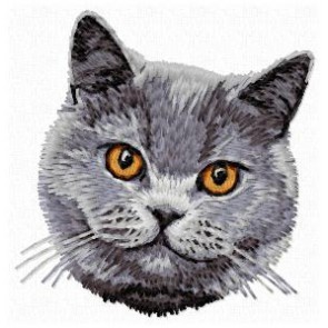 British Shorthair Cat - CD9