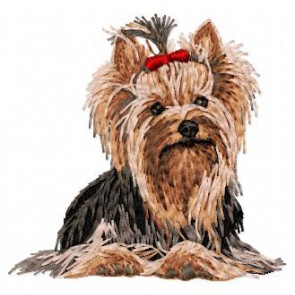 Yorkshire Terrier - DD100