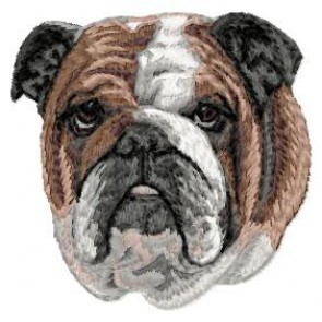 English Bulldog - DD121