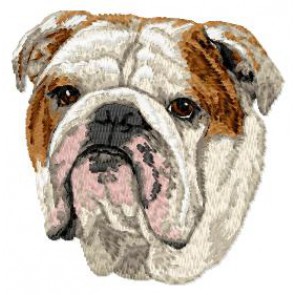 English Bulldog - DD122