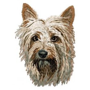 Australian Silky Terrier - DD125