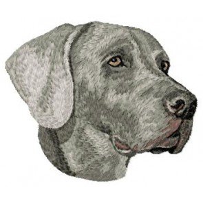 Weimaraner - DD127