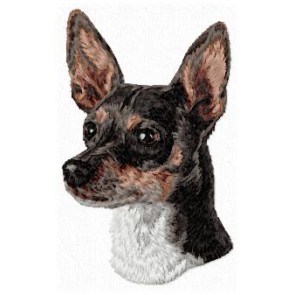 Rat Terrier - DD134