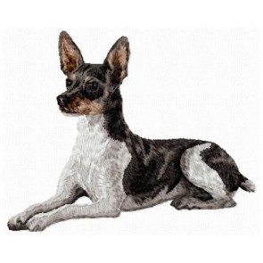 Rat Terrier - DD135