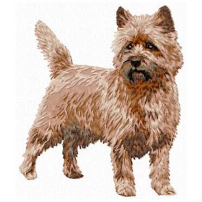 Cairn Terrier - DD155