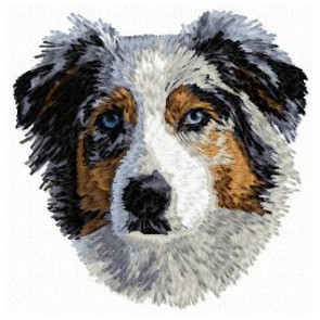 Australian Shepherd - DD157