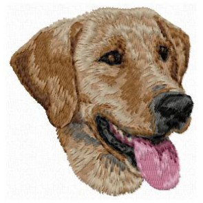 Field Labrador Retriever - DD158