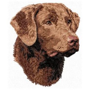 Chesapeake Bay  Retriever - DD159