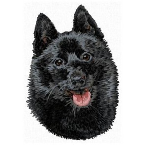 Schipperke - DD162