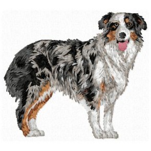 Australian Shepherd - DD165