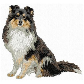 Shetland Sheepdog (Sheltie) - DD166