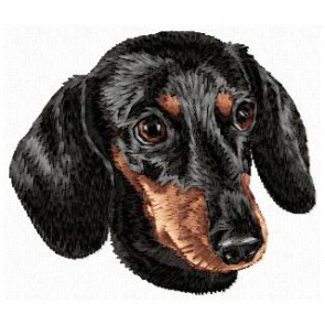 Dachshund - DD167