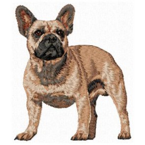 French Bulldog - DD168