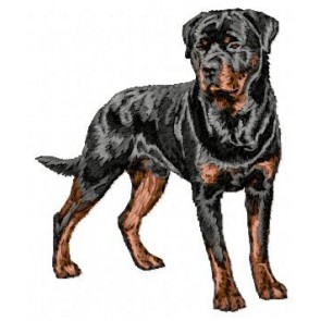 Rottweiler - DD169