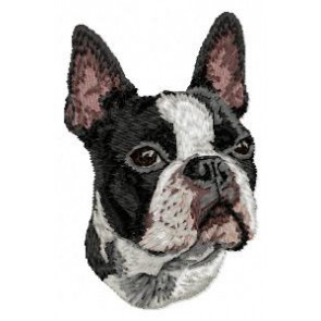 Boston Terrier - DD16