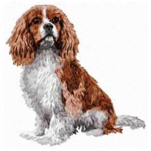 Cavalier King Charles Spaniel - DD171