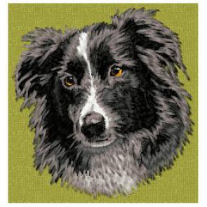 Border Collie -  DD172