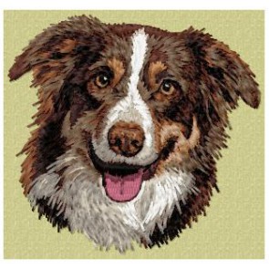 Border Collie -  DD176