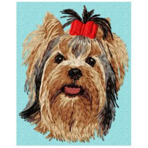 Yorkshire Terrier - DD177