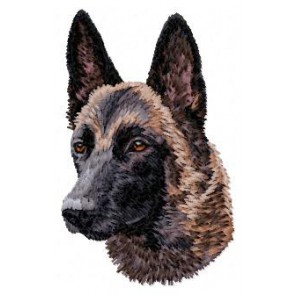 Malinois -DD179