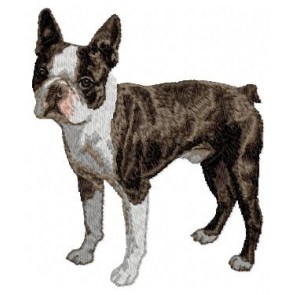 Boston Terrier - DD17