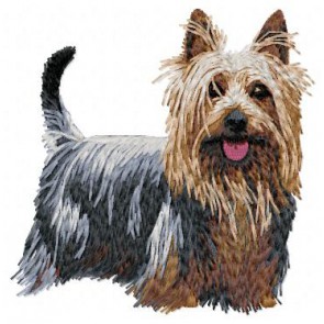 Australian Silky Terrier - DD180