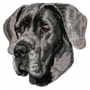 Great Dane - DD187