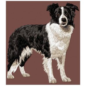 Border Collie - DD208