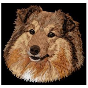 Shetland Sheepdog (Sheltie) - DD212