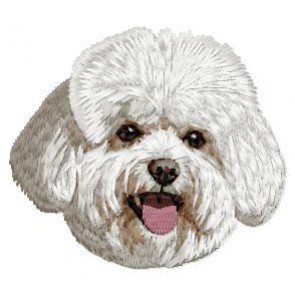 Bichon Frise - DD221