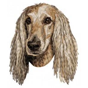 Afghan Hound - DD223