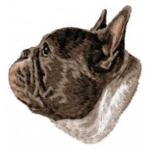 French Bulldog - DD226