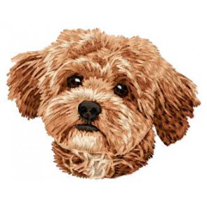 Maltipoo - DD228