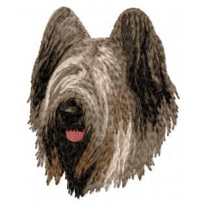 Briard (Berger de Brie) - DD22