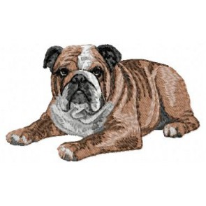 English Bulldog - DD23